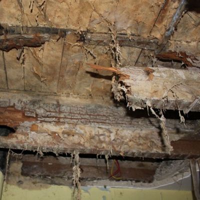 Dry Rot
