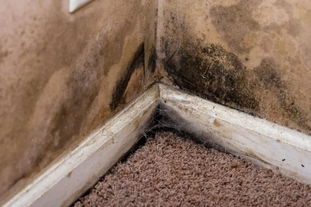wood rot vs. mold. Call the Rot Doctors.