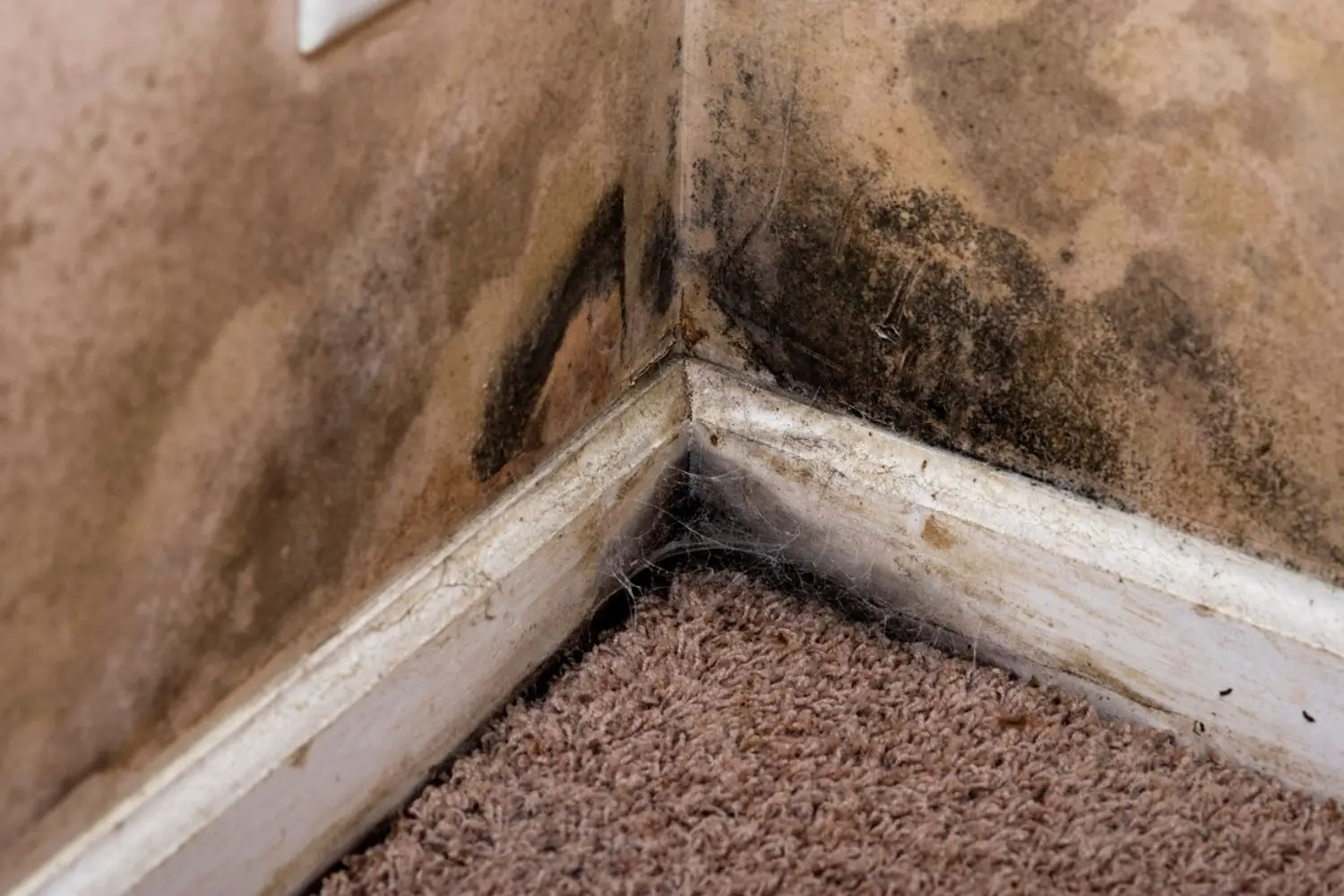 wood rot vs. mold. Call the Rot Doctors.