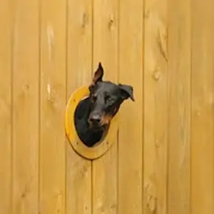 Dog Fences by Polli Construction